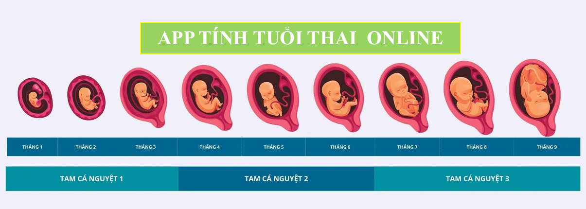App Tính Tuổi Thai Theo Ngày Dự Sinh Online Miễn Phí